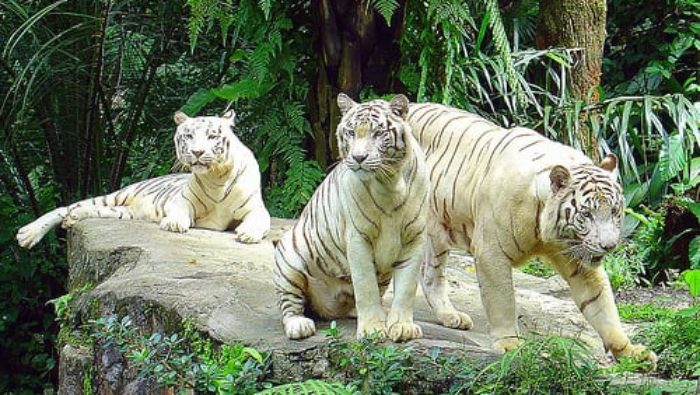 white-tigers-eustaquio13|White-Tigers